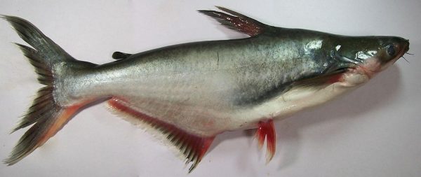 পাঙ্গাস মাছ